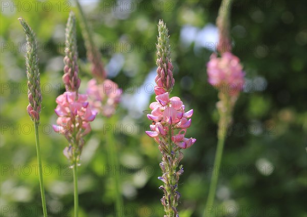 Flowering Sainfoin (Onobrychis viciifolia)