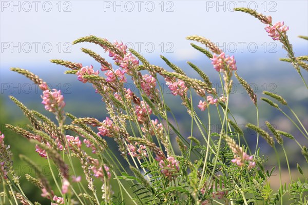 Flowering Sainfoin (Onobrychis viciifolia)