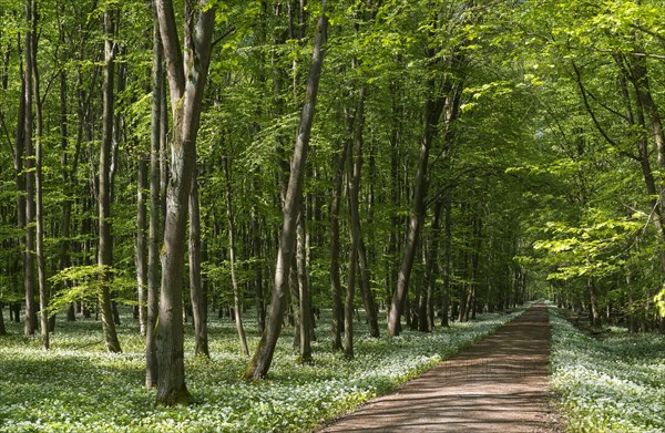 Path through deciduous forest with blooming wild garlic (Allium ursinum) in spring
