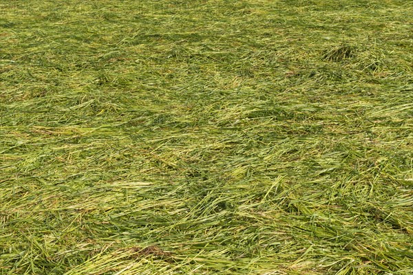 Freshly mowed fodder meadow