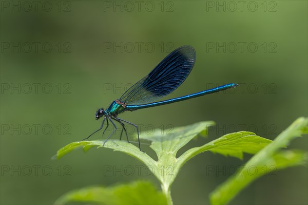 Male Beautiful demoiselle (Calopteryx virgo)