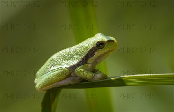 Young European tree frog (Hyla arborea) on a reed leaf
