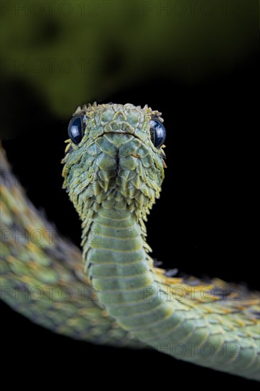 Hairy bush viper (Atheris hispida)