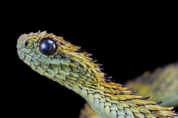 Hairy bush viper (Atheris hispida)