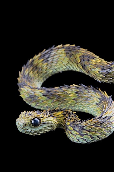 Hairy bush viper (Atheris hispida)