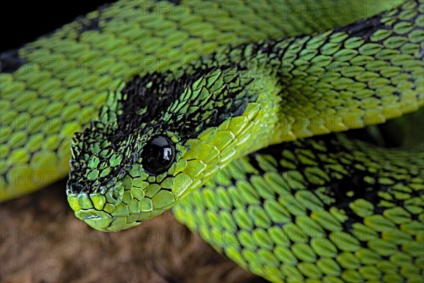 Great Lakes Bush Viper (Atheris nitschei)