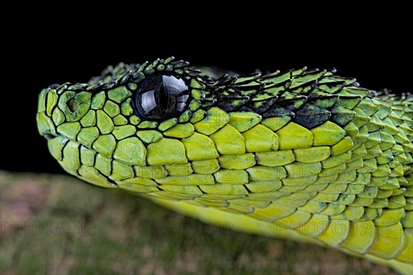 Great Lakes Bush Viper (Atheris nitschei)