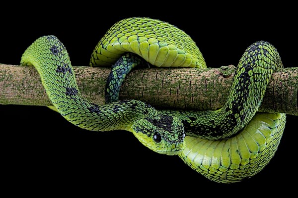 Great Lakes Bush Viper (Atheris nitschei)