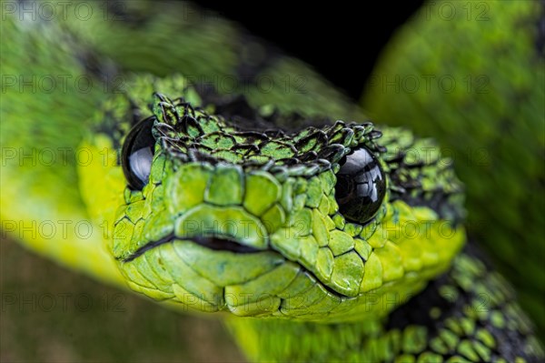 Great Lakes Bush Viper (Atheris nitschei)