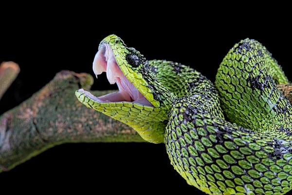 Great Lakes Bush Viper (Atheris nitschei)