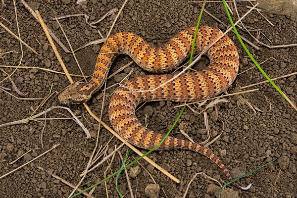 Death adder (Acanthophis antarcticus) on ground