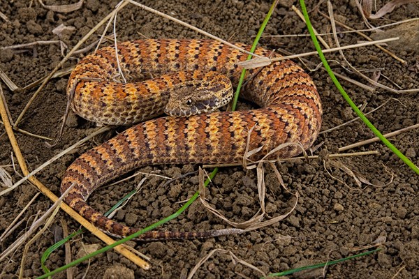 Death adder (Acanthophis antarcticus) on ground