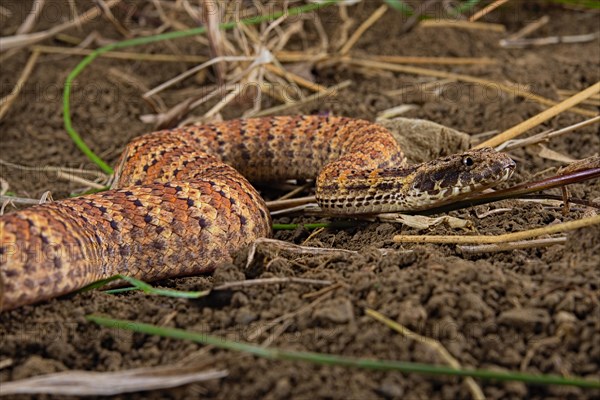 Death adder (Acanthophis antarcticus) on ground