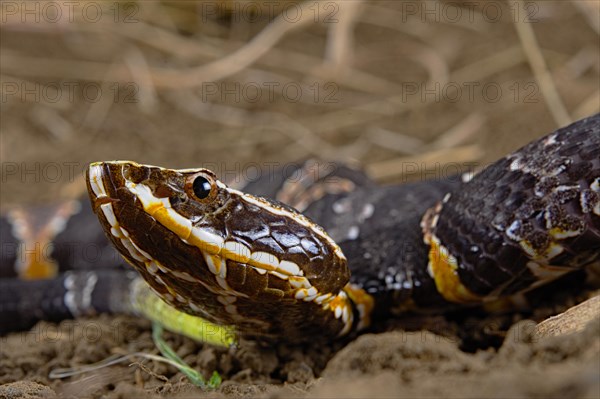 Taylor's cantil (Agkistrodon taylori)