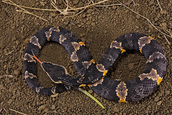 Taylor's cantil (Agkistrodon taylori)