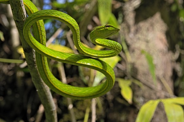 Asian Vine Snake (Ahaetulla prasina) winds itself in a tree