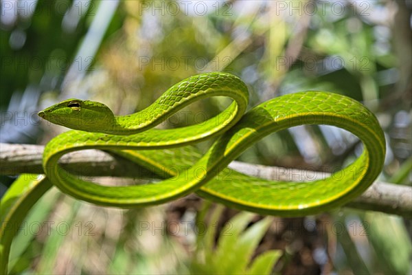 Asian Vine Snake (Ahaetulla prasina) winds itself in a tree