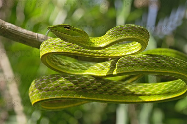 Asian Vine Snake (Ahaetulla prasina) winds itself in a tree