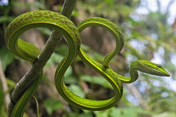 Asian Vine Snake (Ahaetulla prasina) winds itself in a tree