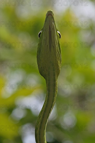 Asian Vine Snake (Ahaetulla prasina)