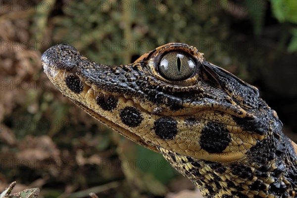 Dwarf crocodile (Osteaolaemus tetraspis)