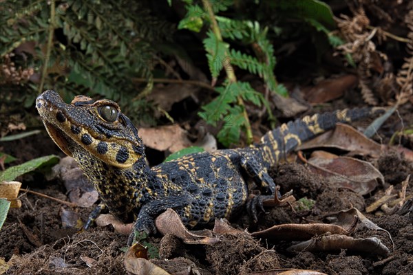 Dwarf crocodile (Osteaolaemus tetraspis)