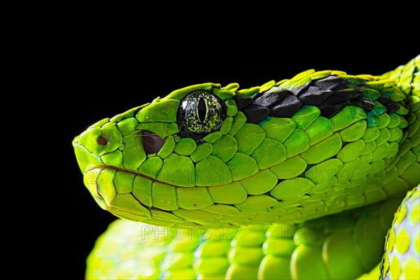 Yellow-blotched palm-pitviper (Bothriechis aurifer)