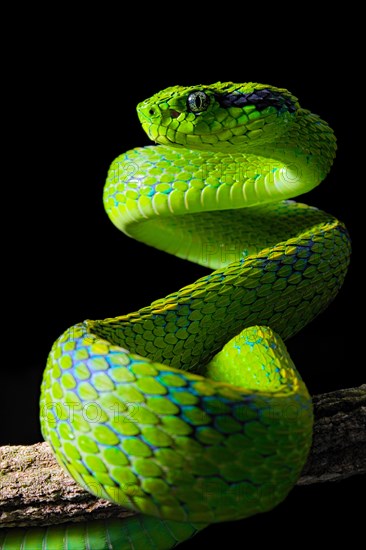 Yellow-blotched palm-pitviper (Bothriechis aurifer)