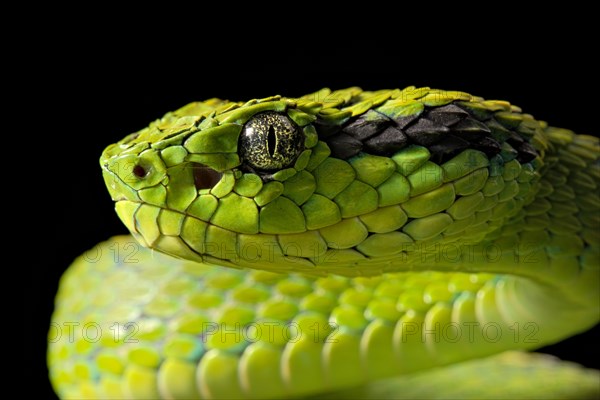 Yellow-blotched palm-pitviper (Bothriechis aurifer)