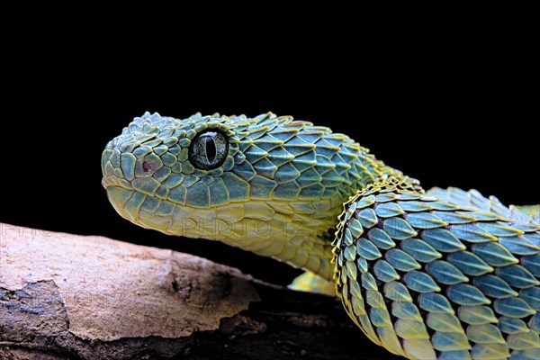 Bush viper (Atheris squamigera)