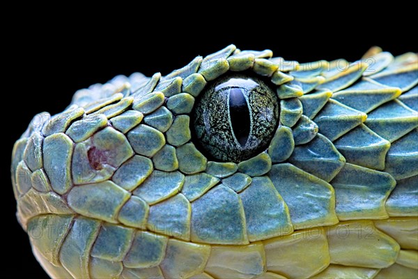 Bush viper (Atheris squamigera)