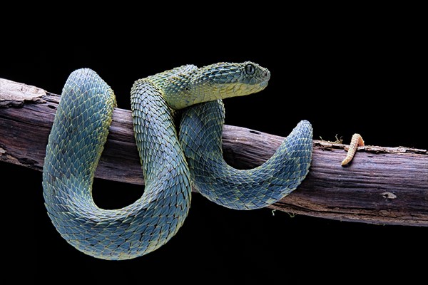 Bush viper (Atheris squamigera)