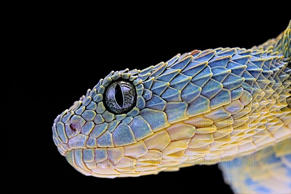 Bush viper (Atheris squamigera)