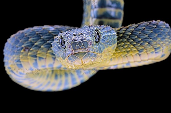 Bush viper (Atheris squamigera)