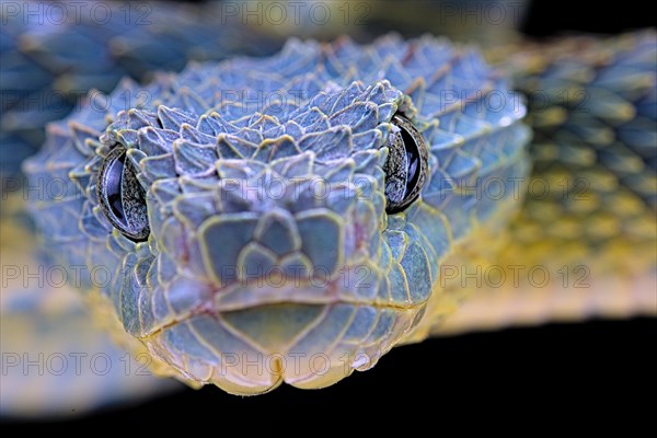 Bush viper (Atheris squamigera)