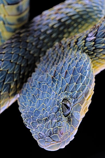 Bush viper (Atheris squamigera)