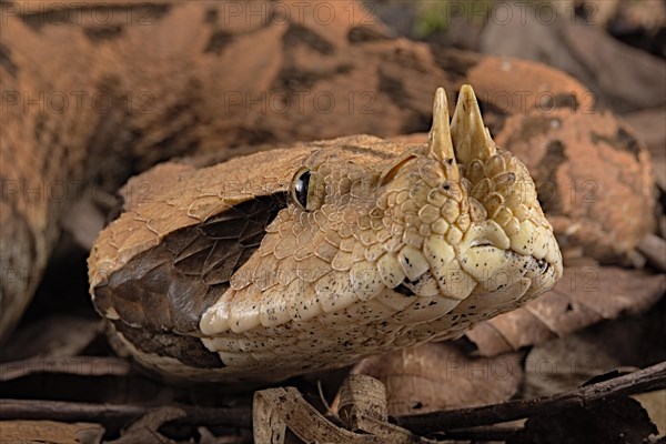 Rhinoceros Viper (Bitis rhinoceros)