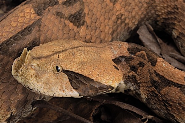 Rhinoceros Viper (Bitis rhinoceros)