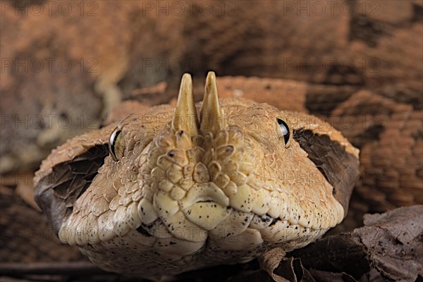 Rhinoceros Viper (Bitis rhinoceros)