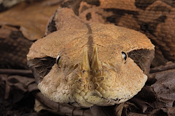 Rhinoceros Viper (Bitis rhinoceros)