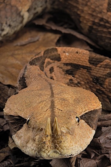 Rhinoceros Viper (Bitis rhinoceros)