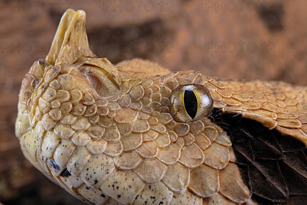 Rhinoceros Viper (Bitis rhinoceros)