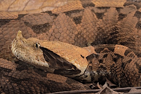 Rhinoceros Viper (Bitis rhinoceros)