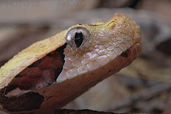 Rhinoceros Viper (Bitis rhinoceros)