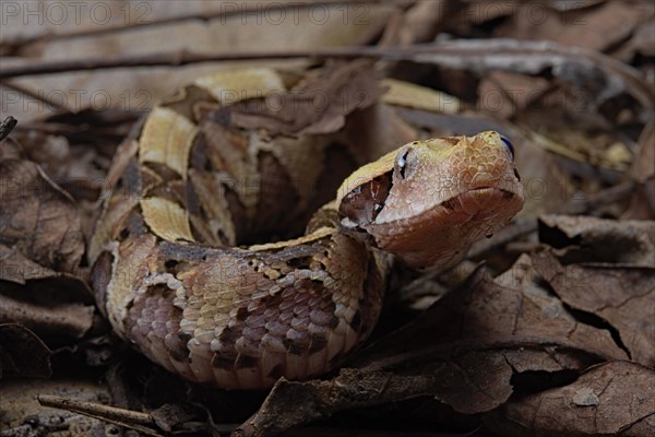 Rhinoceros Viper (Bitis rhinoceros)