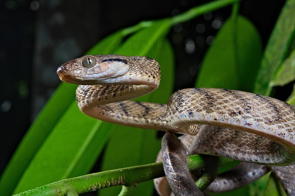 Brown tree snake (Boiga irregularis)