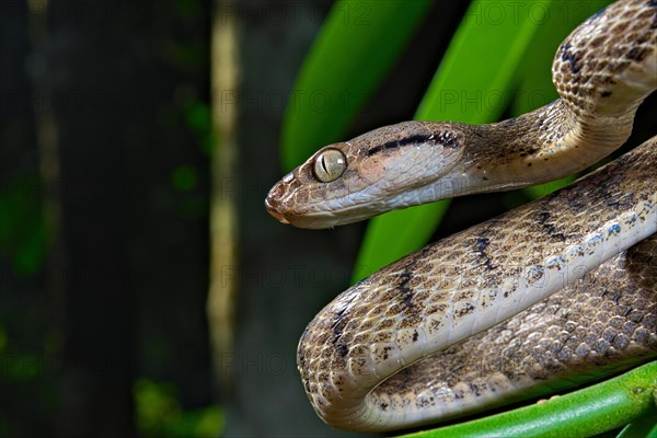 Brown tree snake (Boiga irregularis)