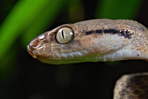 Brown tree snake (Boiga irregularis)