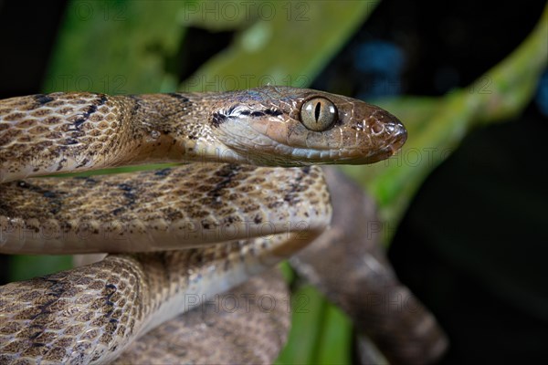 Brown tree snake (Boiga irregularis)