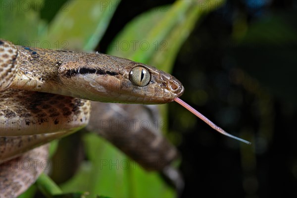 Brown tree snake (Boiga irregularis)